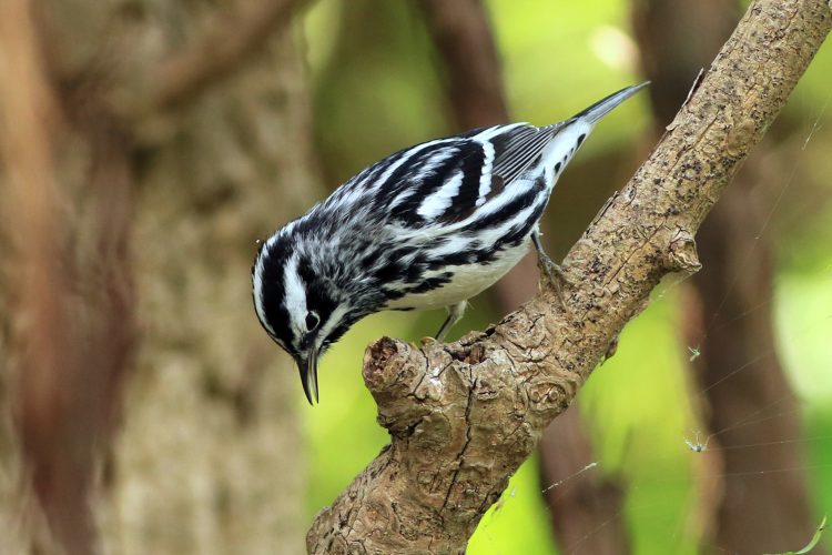 May Warblers — woodland jewels